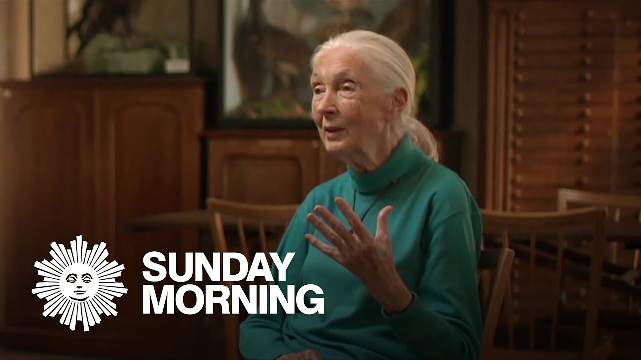 Jane Goodall - Animal Rights Icon - britishheritage.org
