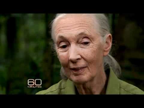 Jane Goodall - Animal Rights Icon - britishheritage.org